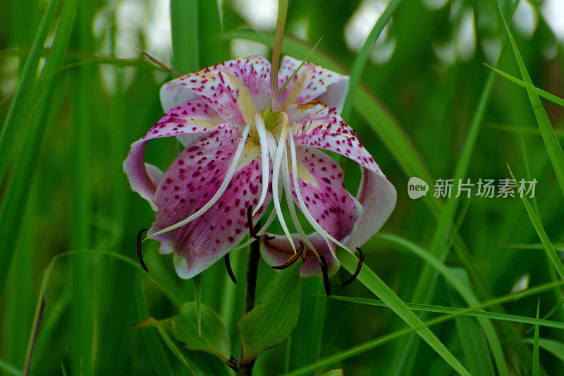 日本百合 / 百合花规格